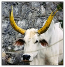 Nandi heilige koe