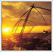 Chinese Visnetten - Kerala Cochin