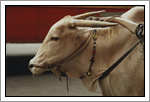 Nandi