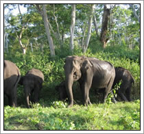 Natuurreservaat - India