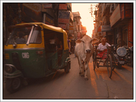delhi