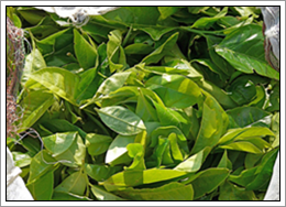 assam_thee