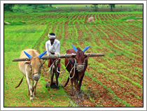 Boeren India
