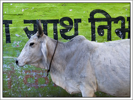 koe india