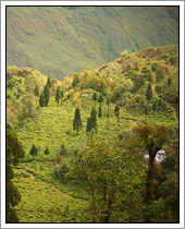 darjeeling