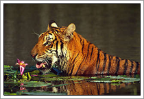 tijger tijger